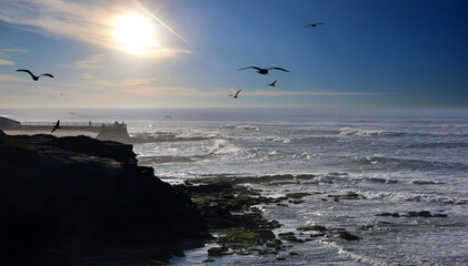 Seagulls on the beach at sunset, La Jolla, San Diego, California