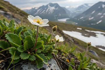 Alpine mountain avens in bloom with scenic mountainous landscape.