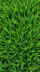 Vibrant green grass texture, ideal background, vegetation, backdrop