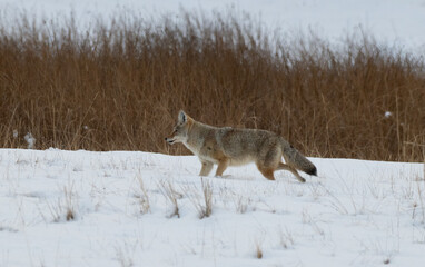 Obraz premium Coyote in Winter