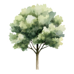 Green watercolor tree illustration with dense foliage and soft textures, perfect for nature and artistic design projects. Isolated on transparent background, png.