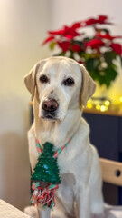 A Labrador Retriever wearing festive holiday decorations sits indoors, symbolizing the joy and companionship of Christmas celebrations