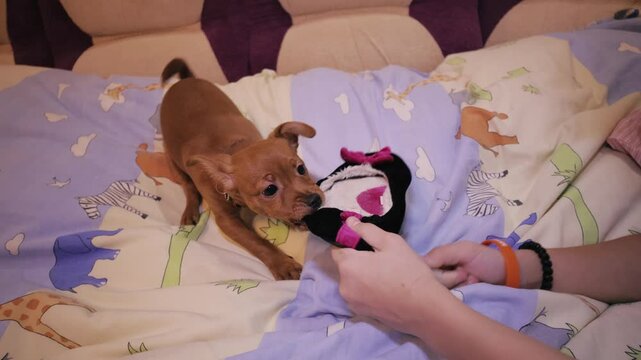 Girl petting dog.Adorable, funny pinscher dog is happy.Puppy playing in the bedroom. The dog gnaws slippers.The dog gnaws slippers.The dog jumps up.