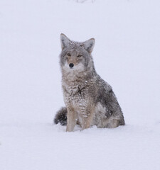Coyote in Winter