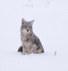 Obraz premium Coyote in Winter