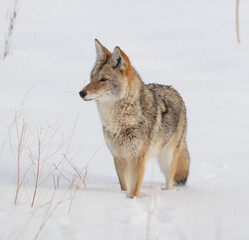 Coyote in Winter
