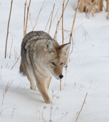 Coyote in Winter