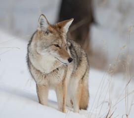 Coyote in Winter