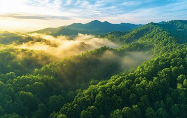 Fototapeta premium Misty Mountain Sunrise: Aerial View of Lush Green Forest
