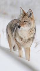 Coyote in Winter
