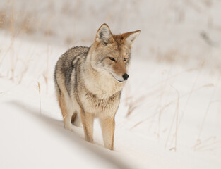 Naklejka premium Coyote in Winter