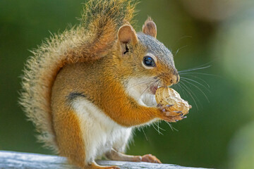 American Red Squirrel, Tamiasciurus hudsonicus, on a bright afternoon closeup