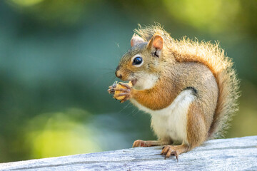American Red Squirrel, Tamiasciurus hudsonicus, on a bright afternoon closeup