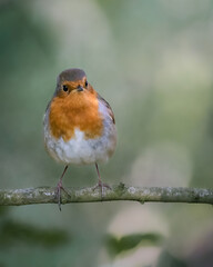 Robin on a branch