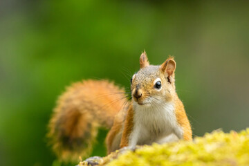 American Red Squirrel, Tamiasciurus hudsonicus, on a bright afternoon closeup