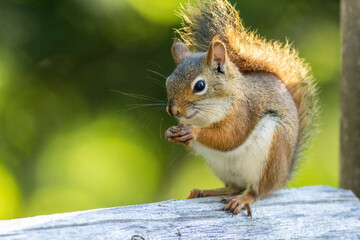 American Red Squirrel, Tamiasciurus hudsonicus, on a bright afternoon closeup
