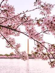 DC Cherry Blossoms Framing The Washington Monument