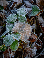 Eis und Frost im Winterwald