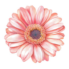 A watercolor drawing of a Gerbera daisy flower, with vibrant orange petals, isolated on a white background. Gerbera daisy vector.


