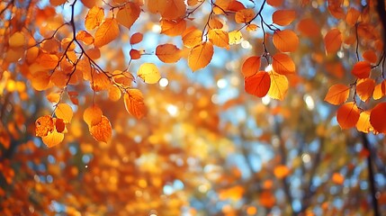Golden Autumn Leaves on Branch Sunlight
