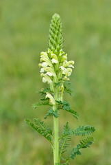 photos of yellow flowers growing in rural areas
