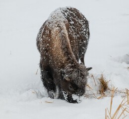 American Buffalo in the Snow
