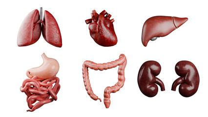Human Organs part 3D realistic
