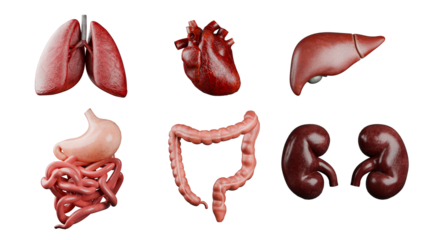 Human Organs part 3D realistic