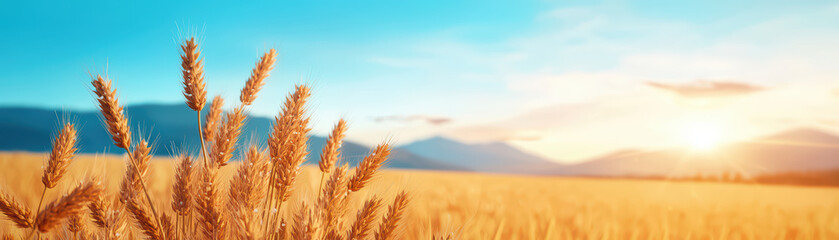 Golden wheat field under bright blue sky at sunset, showcasing nature beauty and tranquility