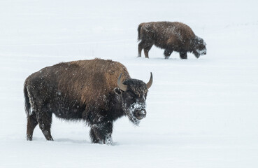 Fototapeta premium American Buffalo in the Snow