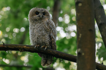 great horned owl in summer
