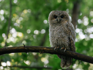 great horned owl