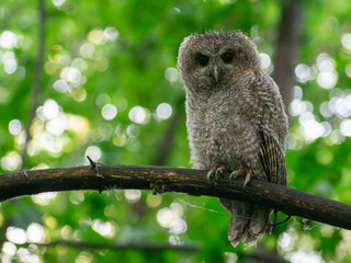 owl on branch
