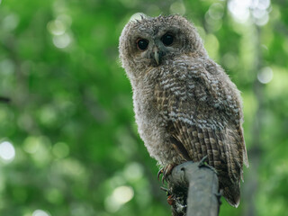 eagle owl portrait