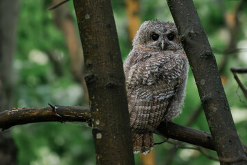 great horned owl
