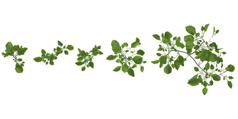 Fototapeta premium 3d illustration of Green Solanum plant on transparent background from top view