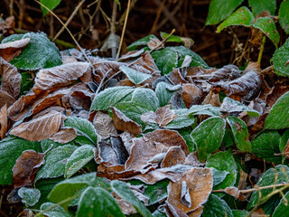 Eis und Frost im Winterwald