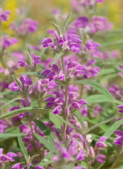 Fototapeta premium peaceful flowers and natural environment in nature