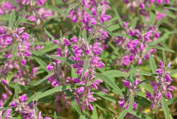 peaceful flowers and natural environment in nature