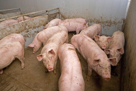 Pigs in Dutch stable. Farming. Pig breeding.