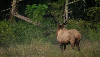 Bull Elk with Large Dark Rack Looks Toward Foggy Forest