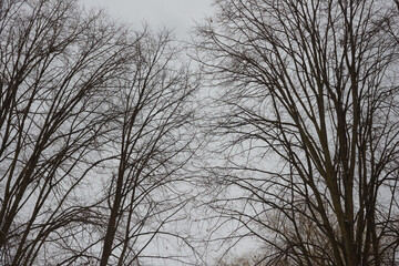 abstract bare tree branches on a gray sky in winter