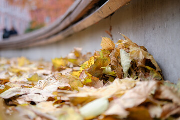 Yellow autumn leaves on grey asphalt, autumn
