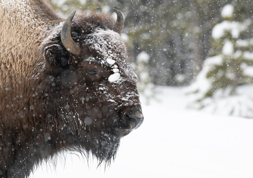 American Buffalo in the Snow