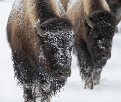 American Buffalo in the Snow