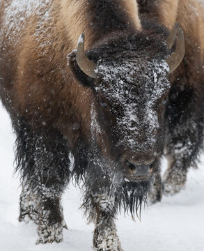 American Buffalo in the Snow