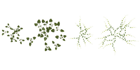Green climbing plant collection with realistic style from top view