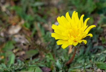 yellow wild flower images. dandelion photos.