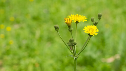 yellow wild flower images. dandelion photos.