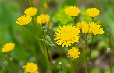 yellow wild flower images. dandelion photos.